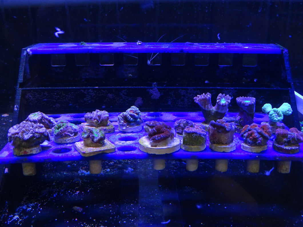 Assorted Premium Coral Frags