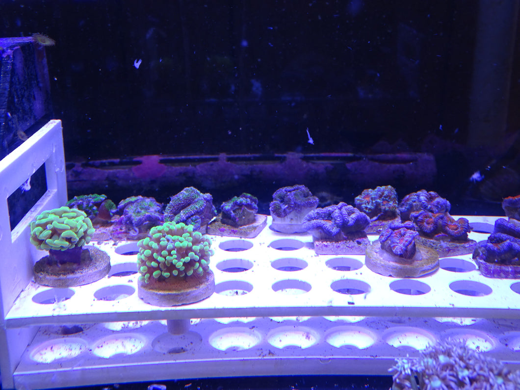 Assorted High Grade Coral Frags