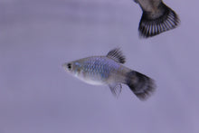 Load image into Gallery viewer, Neon Blue Wag Platy
