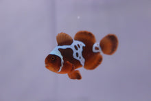 Load image into Gallery viewer, SA Gold Lightning Maroon Clownfish
