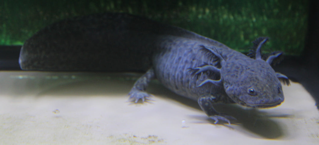 Axolotl, Gray (Various Sizes)