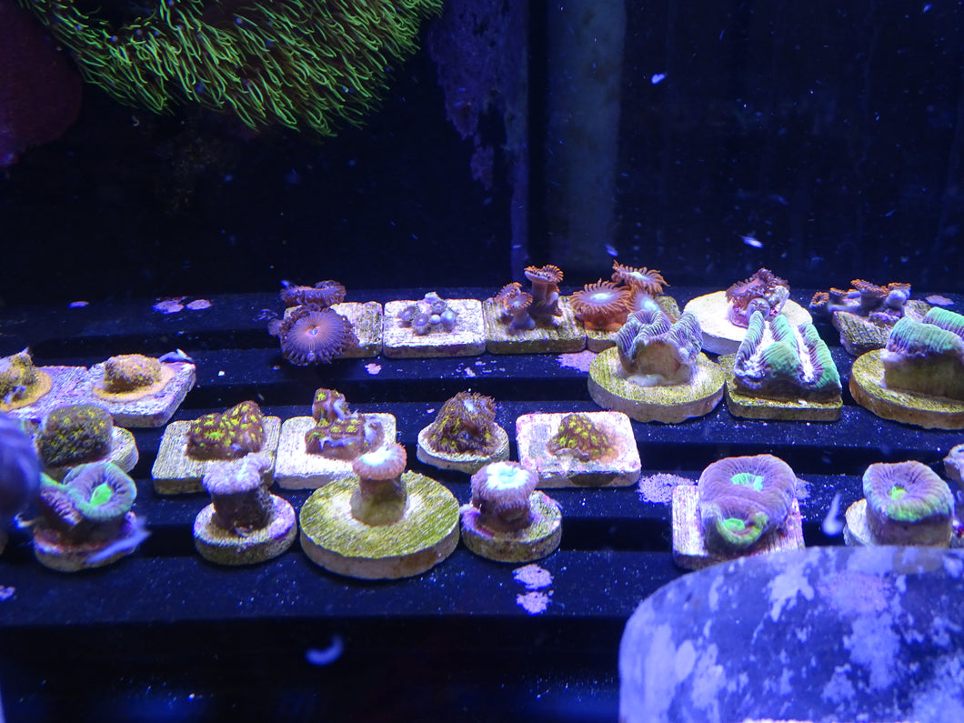 Assorted Coral Frags