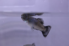 Load image into Gallery viewer, Neon Blue Wag Platy

