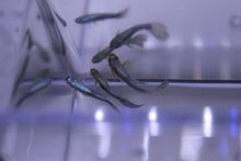Load image into Gallery viewer, Male Blue Neon Guppy
