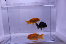 Load image into Gallery viewer, Assorted Lionhead Ranchu Goldfish
