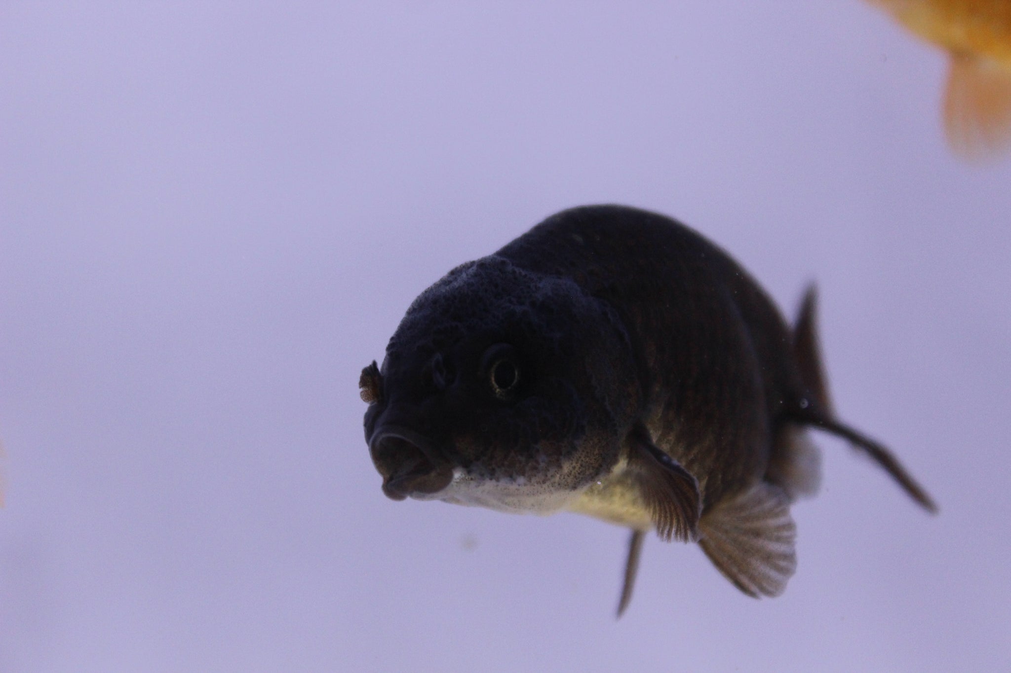 Black Lionhead Ranchu Goldfish
