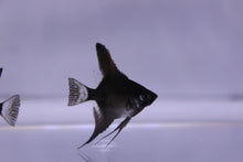 Load image into Gallery viewer, Black Angelfish SM
