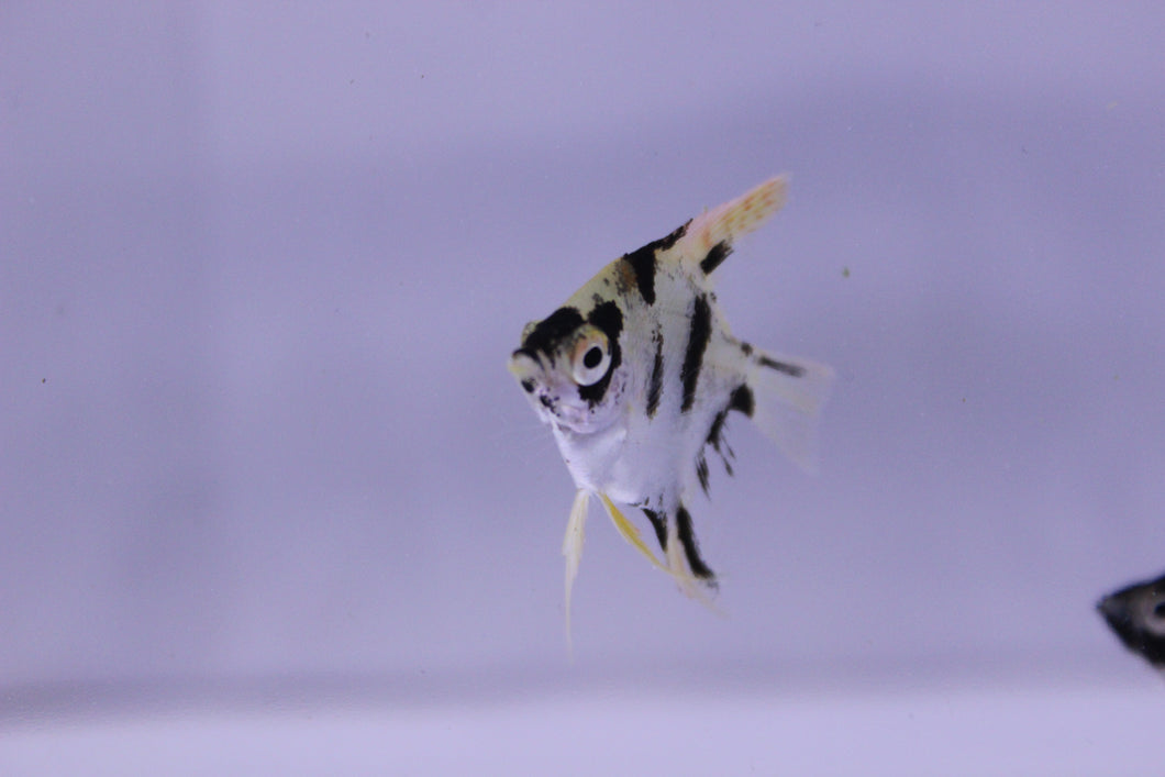 Gold Marble Angelfish SM