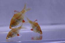 Load image into Gallery viewer, Albino Tiger Barb
