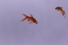 Load image into Gallery viewer, Cherry Veil Tail Barb
