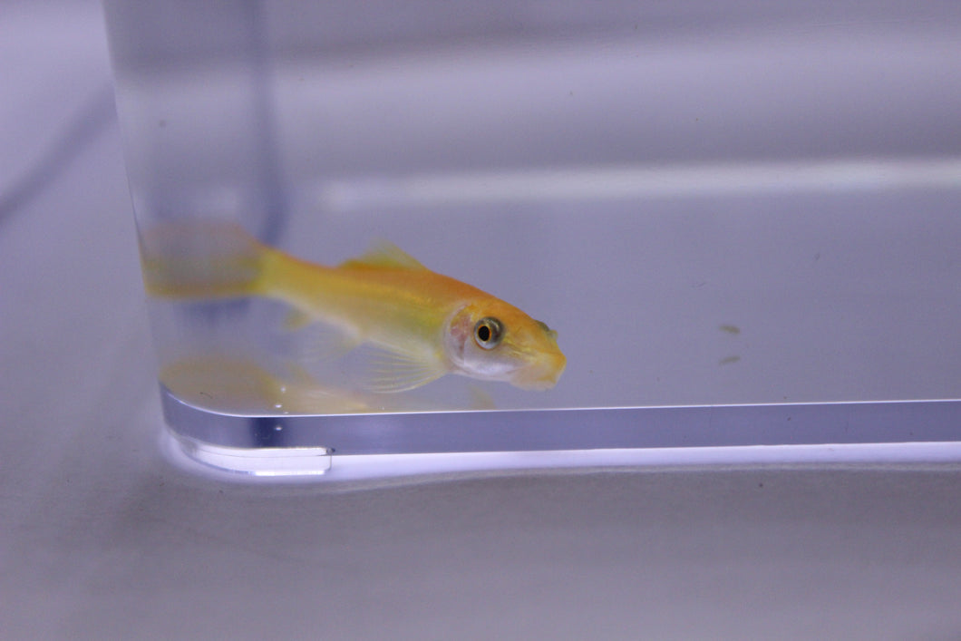 Gold Algae Eater Catfish