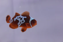 Load image into Gallery viewer, SA Gold Lightning Maroon Clownfish
