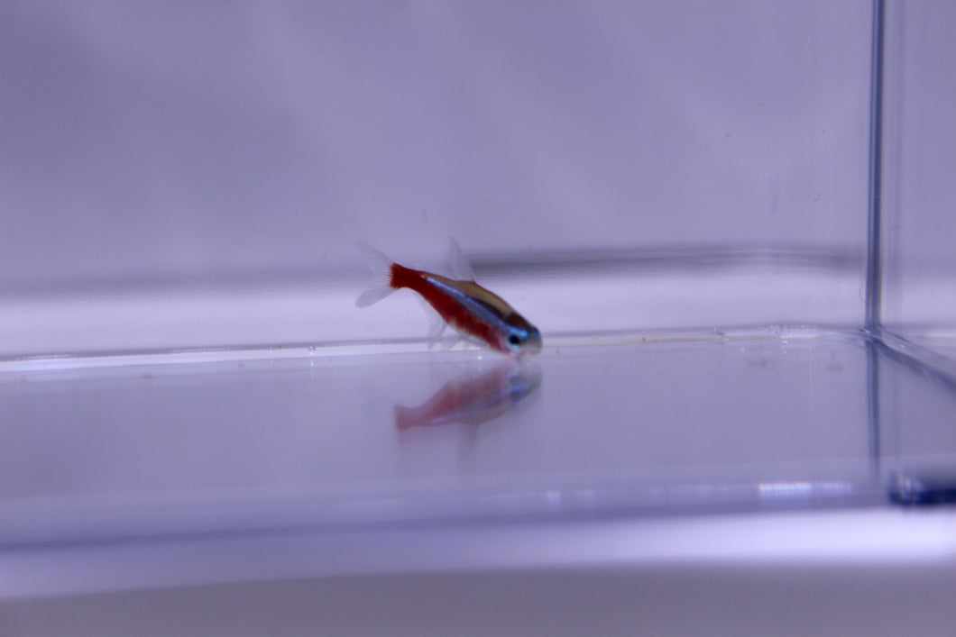 Cardinal Tetra