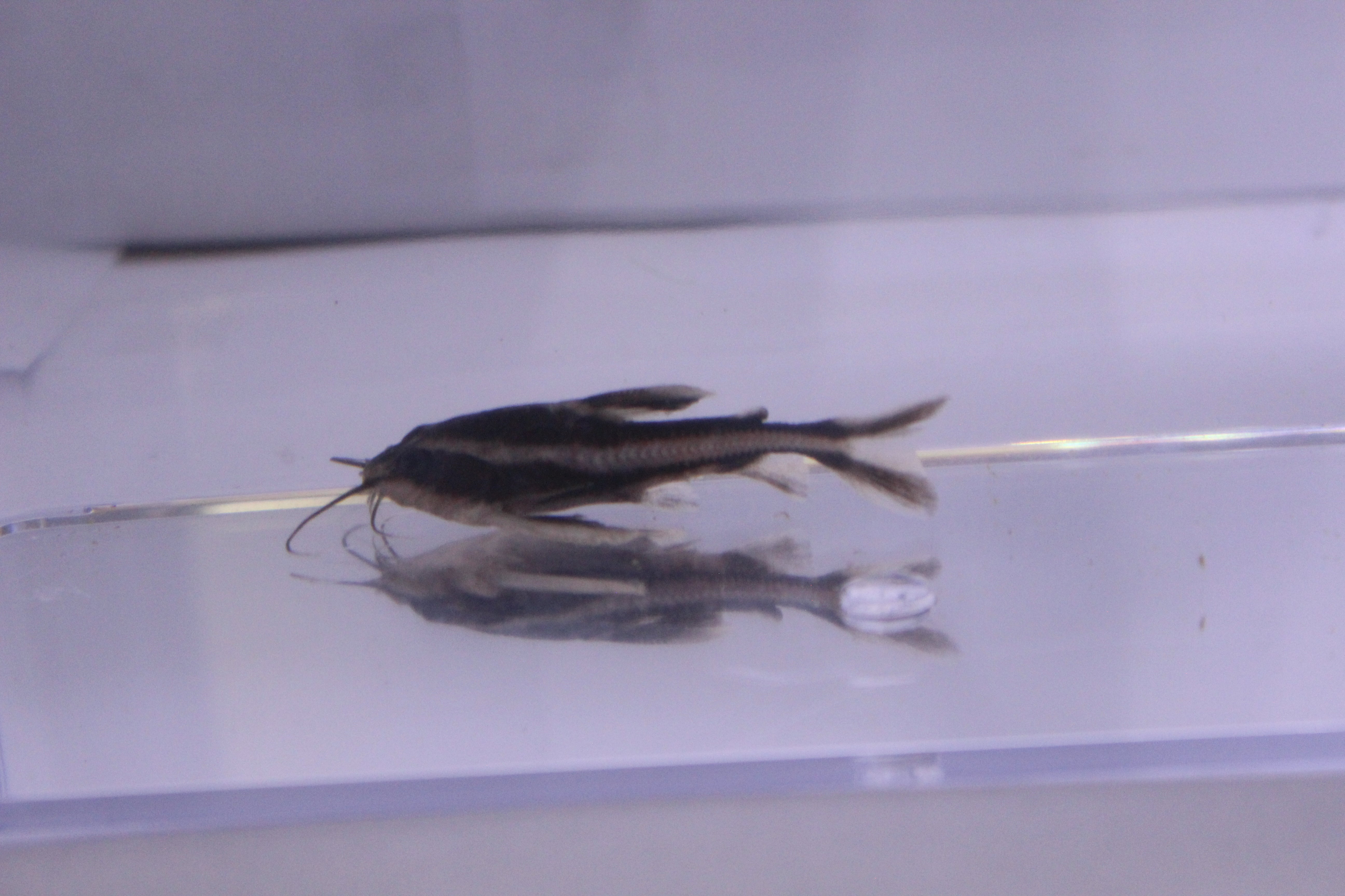 Large Raphael Catfish Raphael Catfish